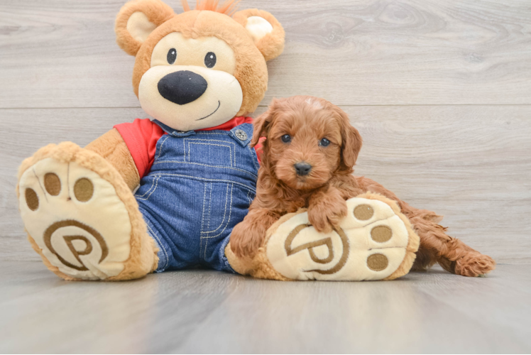 Small Mini Goldendoodle Baby
