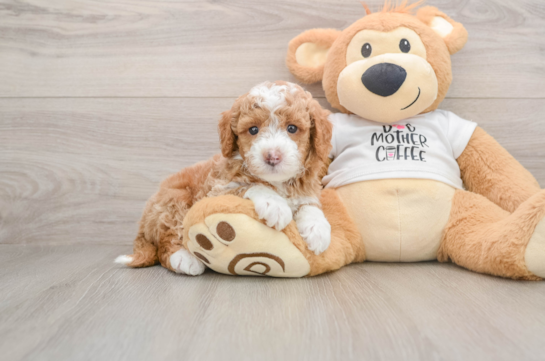 Friendly Mini Goldendoodle Baby