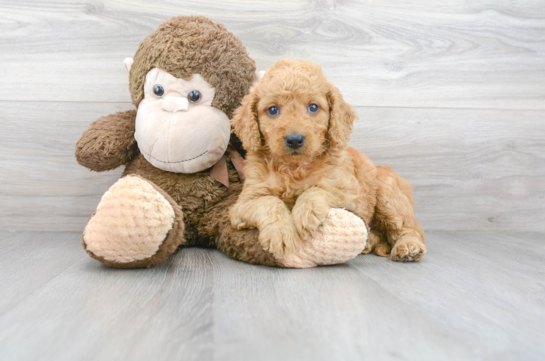 29 week old Mini Goldendoodle Puppy For Sale - Florida Fur Babies