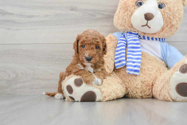 Sweet Mini Goldendoodle Baby