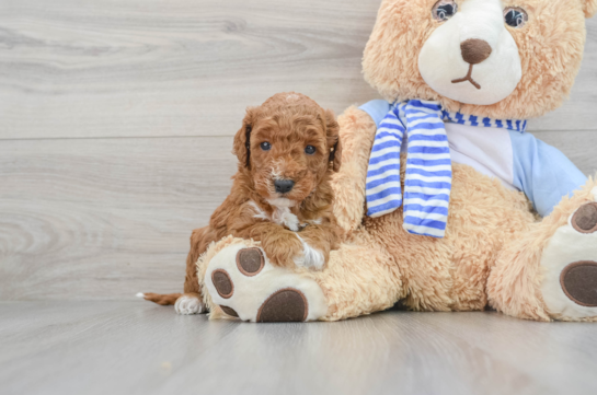 Sweet Mini Goldendoodle Baby