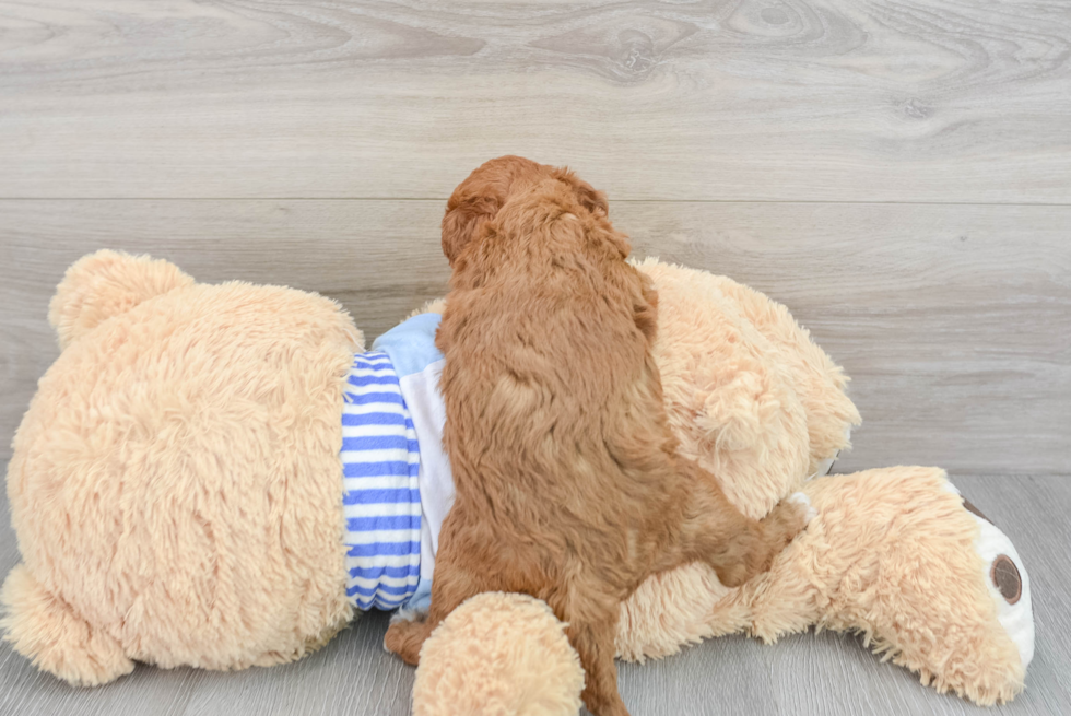 Little Golden Retriever Poodle Mix Puppy