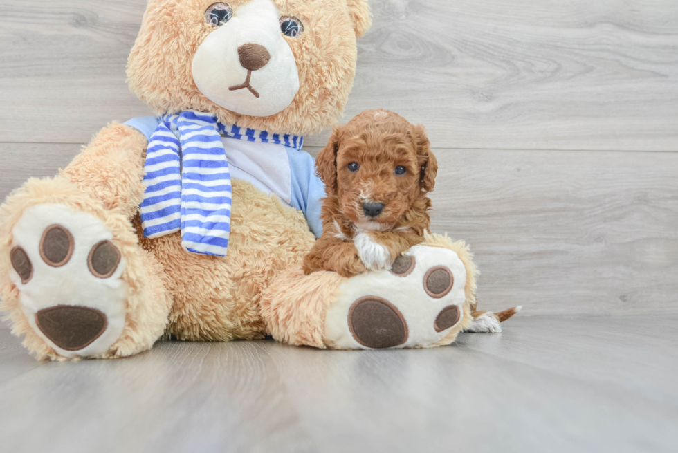 Mini Goldendoodle Puppy for Adoption