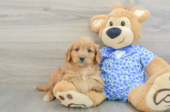 Happy Mini Goldendoodle Baby