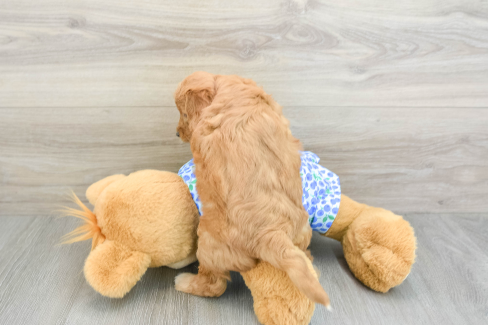 Little Mini Goldenpoo Poodle Mix Puppy