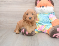 7 week old Mini Goldendoodle Puppy For Sale - Florida Fur Babies