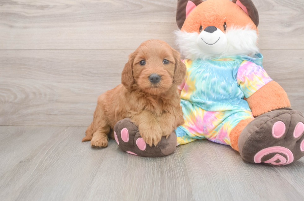 5 week old Mini Goldendoodle Puppy For Sale - Florida Fur Babies