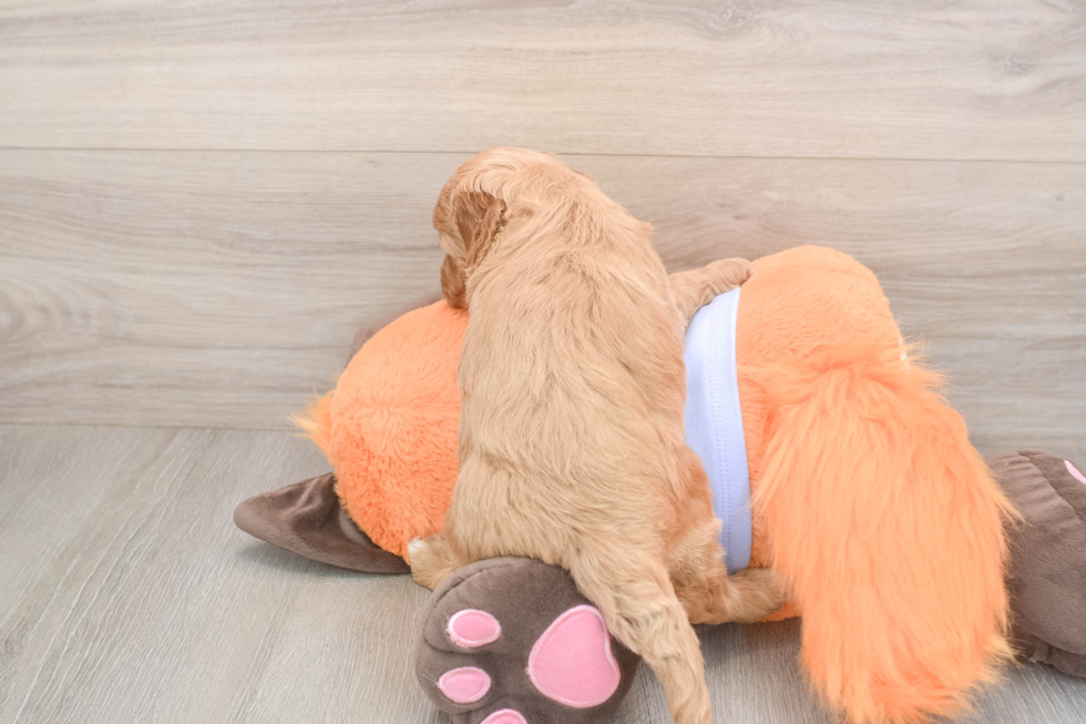 Meet Astrid - our Mini Goldendoodle Puppy Photo  3/3 - Florida Fur Babies Sweet Mini Goldendoodle Baby