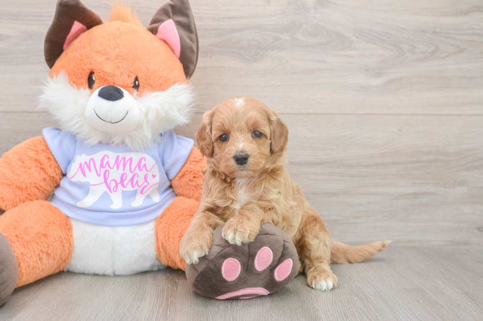 Meet Astrid - our Mini Goldendoodle Puppy Photo  1/3 - Florida Fur Babies Fluffy Mini Goldendoodle Poodle Mix Pup