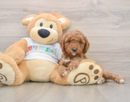 7 week old Mini Goldendoodle Puppy For Sale - Florida Fur Babies