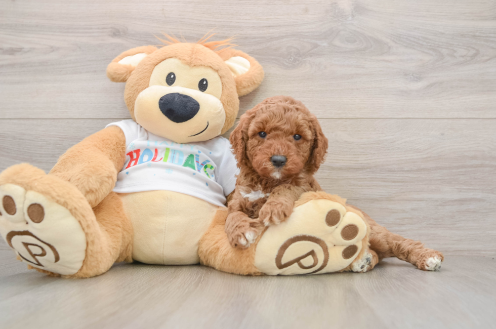 5 week old Mini Goldendoodle Puppy For Sale - Florida Fur Babies