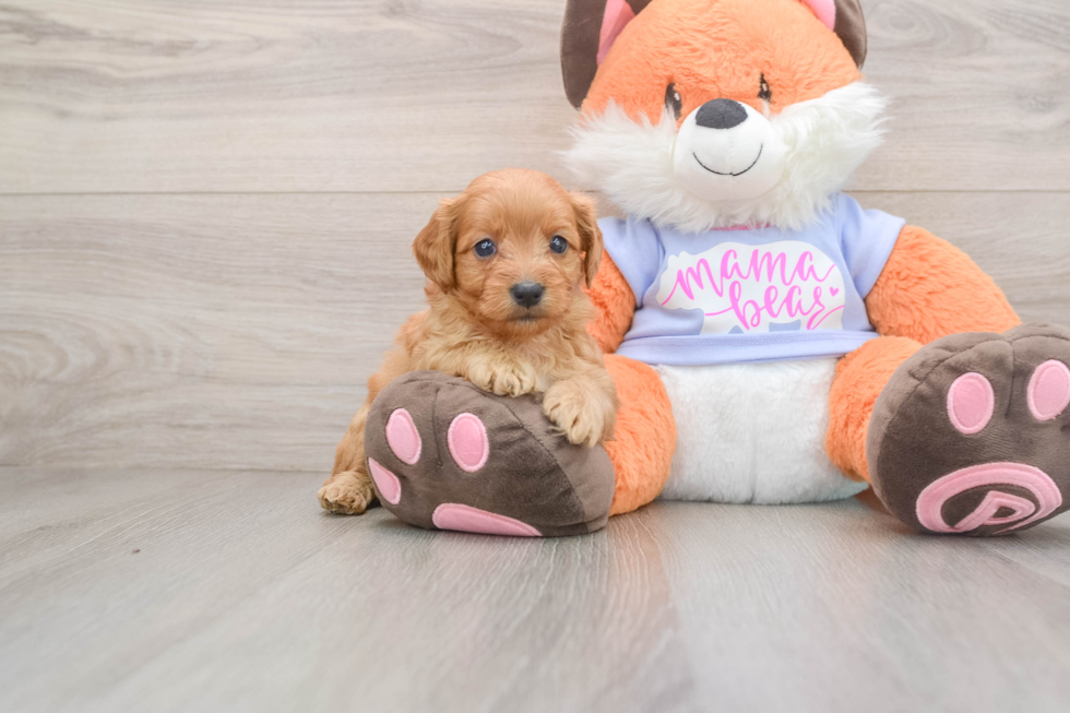 Fluffy Mini Goldendoodle Poodle Mix Pup