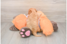 Adorable Golden Retriever Poodle Mix Poodle Mix Puppy