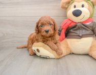 7 week old Mini Goldendoodle Puppy For Sale - Florida Fur Babies