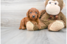 Meet Astrid - our Mini Goldendoodle Puppy Photo 1/3 - Florida Fur Babies