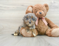 7 week old Mini Goldendoodle Puppy For Sale - Florida Fur Babies