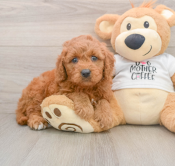 7 week old Mini Goldendoodle Puppy For Sale - Florida Fur Babies