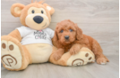Mini Goldendoodle Pup Being Cute
