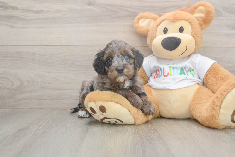 Mini Goldendoodle Puppy for Adoption