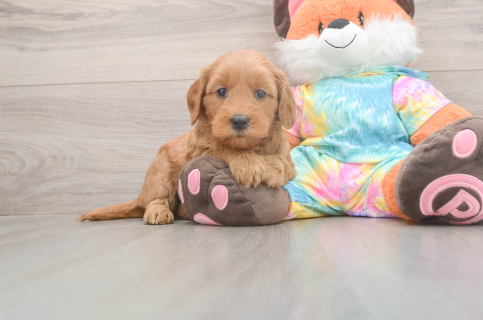 5 week old Mini Goldendoodle Puppy For Sale - Florida Fur Babies