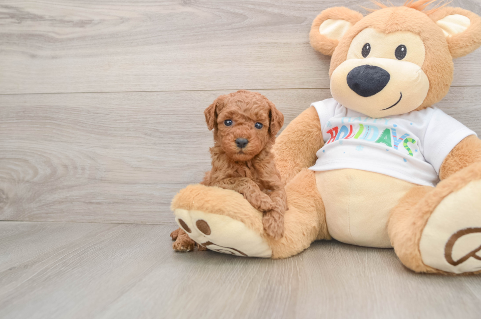 5 week old Mini Goldendoodle Puppy For Sale - Florida Fur Babies