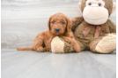 Meet Autumn - our Mini Goldendoodle Puppy Photo 2/3 - Florida Fur Babies