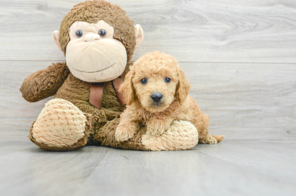 6 week old Mini Goldendoodle Puppy For Sale - Florida Fur Babies