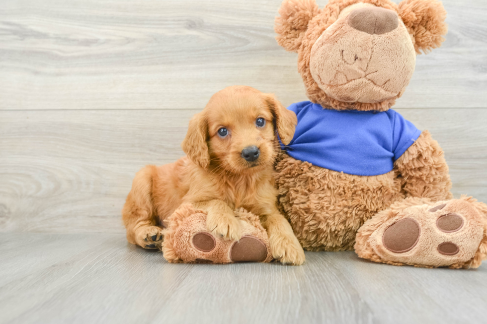 Little Mini Goldenpoo Poodle Mix Puppy