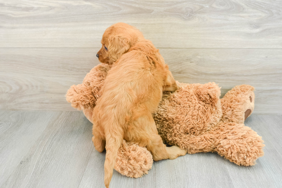 Best Mini Goldendoodle Baby