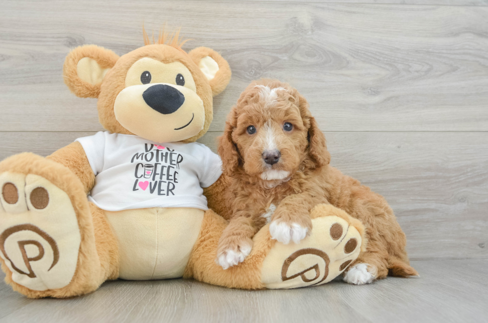 5 week old Mini Goldendoodle Puppy For Sale - Florida Fur Babies