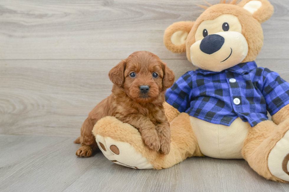 6 week old Mini Goldendoodle Puppy For Sale - Florida Fur Babies