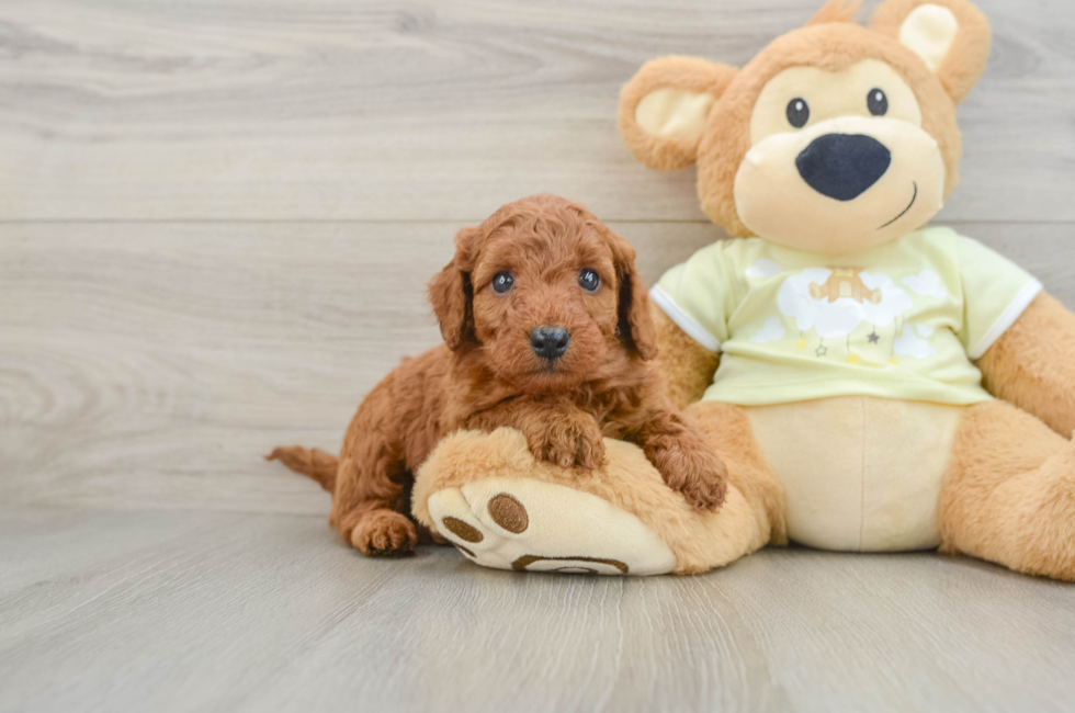 5 week old Mini Goldendoodle Puppy For Sale - Florida Fur Babies