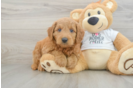 Popular Mini Goldendoodle Poodle Mix Pup
