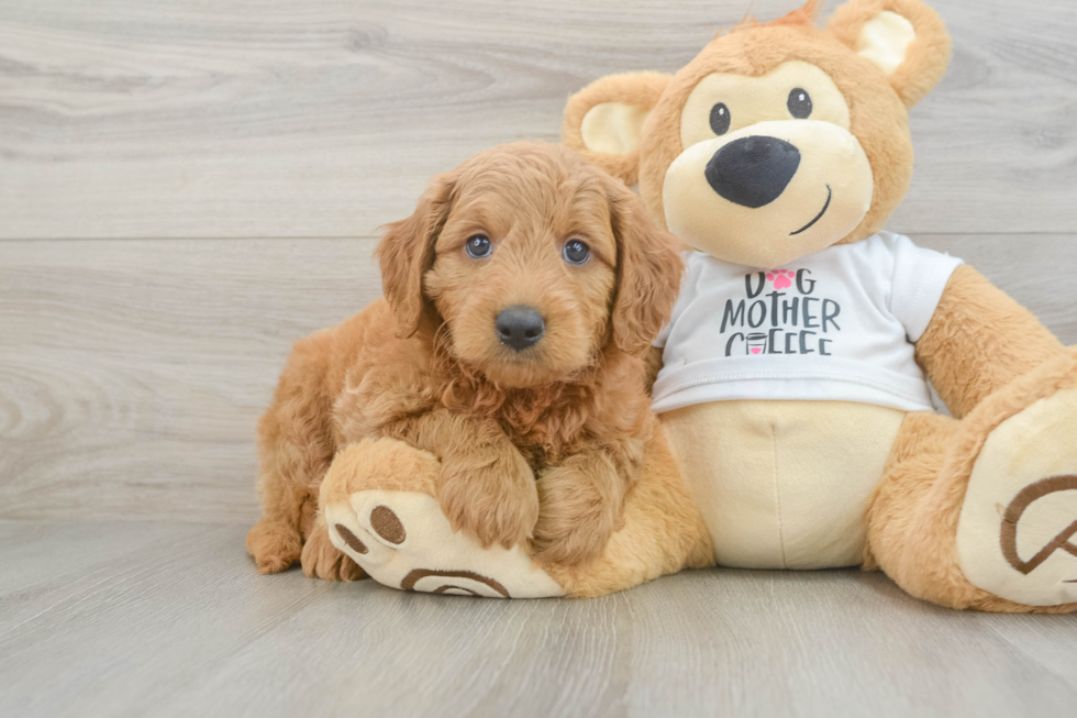 Popular Mini Goldendoodle Poodle Mix Pup