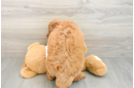 Mini Goldendoodle Pup Being Cute