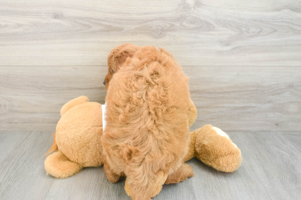 Mini Goldendoodle Pup Being Cute