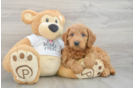 Mini Goldendoodle Puppy for Adoption