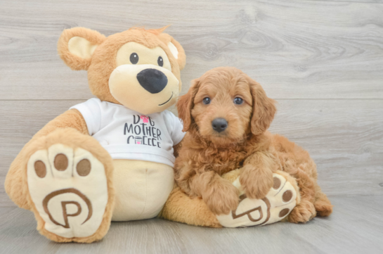 Mini Goldendoodle Puppy for Adoption