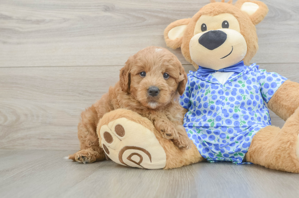 5 week old Mini Goldendoodle Puppy For Sale - Florida Fur Babies