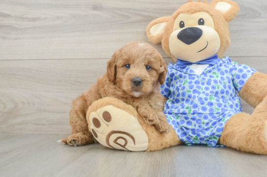 Hypoallergenic Mini Goldiepoo Poodle Mix Puppy