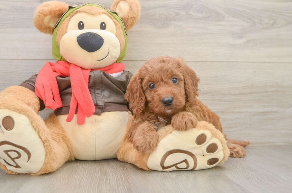 6 week old Mini Goldendoodle Puppy For Sale - Florida Fur Babies
