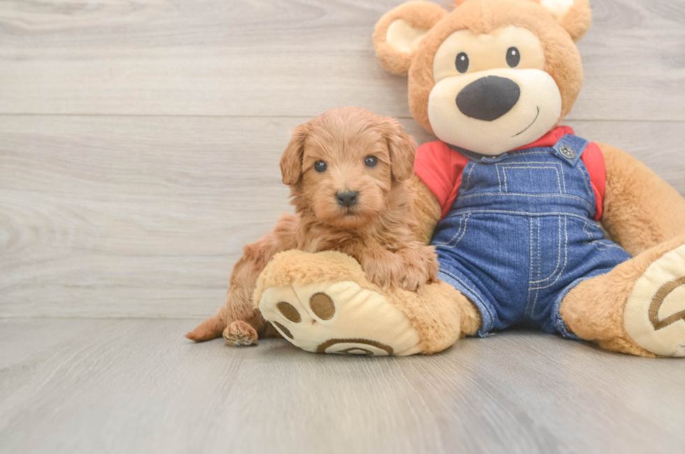 5 week old Mini Goldendoodle Puppy For Sale - Florida Fur Babies