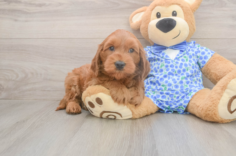 6 week old Mini Goldendoodle Puppy For Sale - Florida Fur Babies