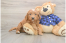 Meet Baker - our Mini Goldendoodle Puppy Photo  1/3 - Florida Fur Babies Mini Goldendoodle Pup Being Cute