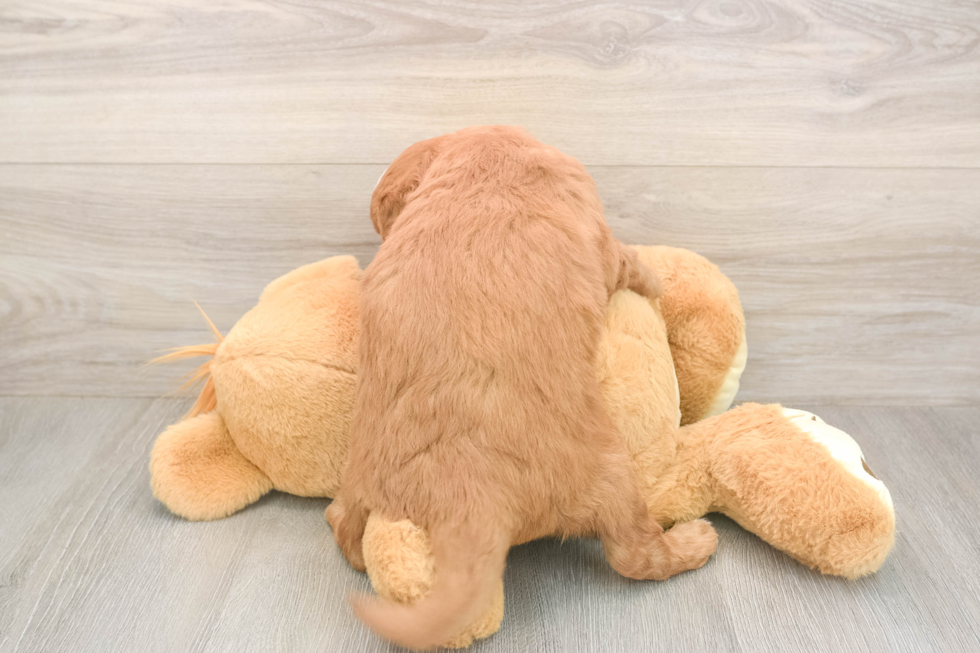 Meet Baker - our Mini Goldendoodle Puppy Photo  3/3 - Florida Fur Babies Best Mini Goldendoodle Baby