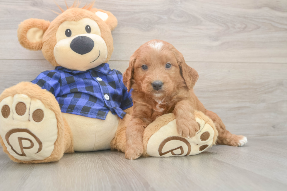 Meet Baker - our Mini Goldendoodle Puppy Photo  2/3 - Florida Fur Babies Funny Mini Goldendoodle Poodle Mix Pup