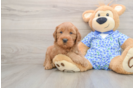 Energetic Golden Doodle Poodle Mix Puppy