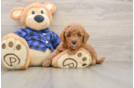 Mini Goldendoodle Pup Being Cute