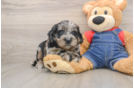 Mini Goldendoodle Puppy for Adoption