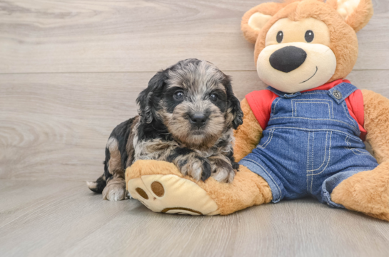 Mini Goldendoodle Puppy for Adoption